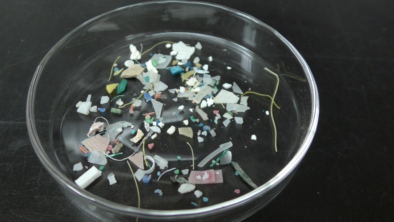 imgs_liyij_ref.microplastics-photo_angela_levins_-_dauphin_island_sea_lab.jpg